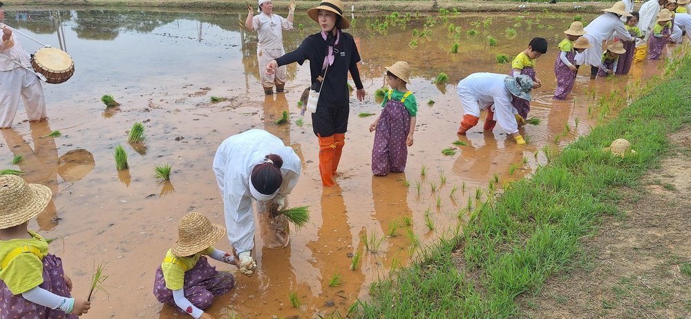 무안군, 무형문화유산 ‘상동 들노래’ 모내기 행사 성료