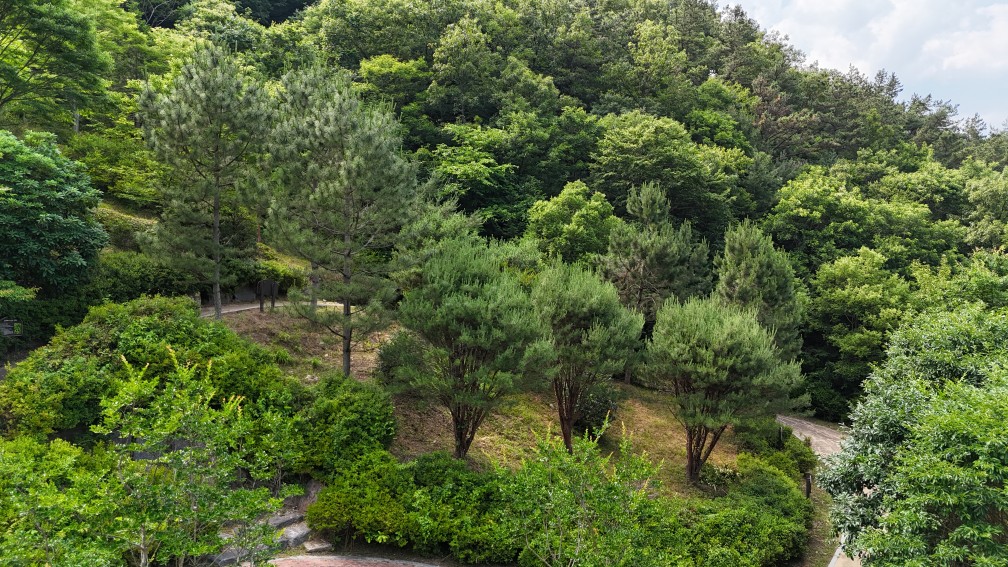 전북자치도-산림청, 천연기념물 후계목 증식 위한 첫 현장조사 이미지(2)