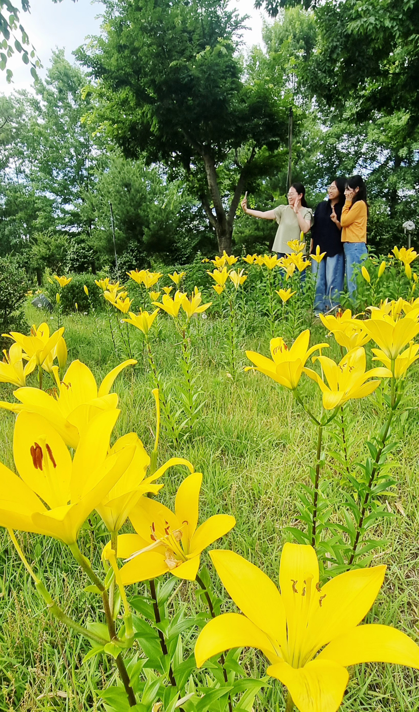“여름의 전령”…함평엑스포공원, 방문객 눈길 사로잡는 ‘노랑나리’ 개화