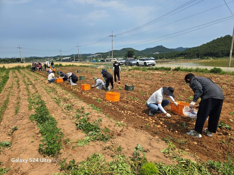 미암면, 고령농가 찾아 감자 수확 일손돕기 이미지 2