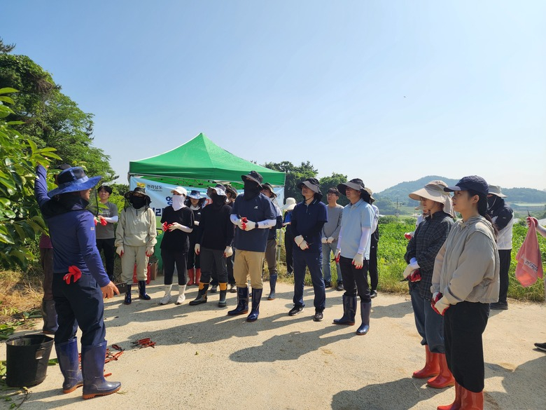 전남도 농축산식품국 직원들, 영암 감 농가 일손돕기 이미지 2