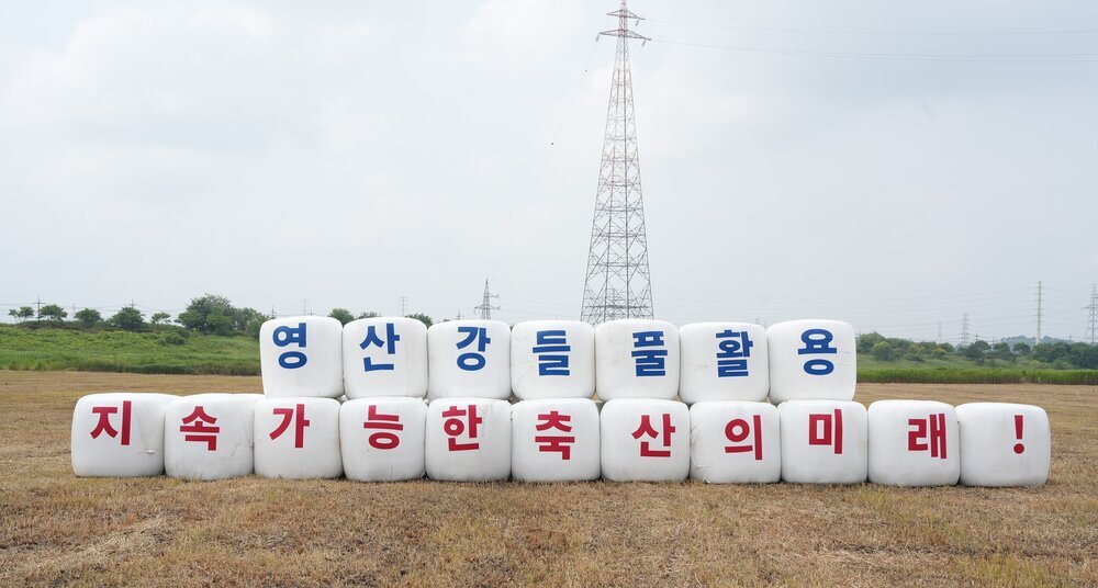 버려지던 영산강 들풀의 변신…나주시 조사료 자급률 높인다 첨부 이미지 3
