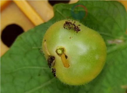 정읍 토마토 농가 방제 지원…24일까지 신청 (2)