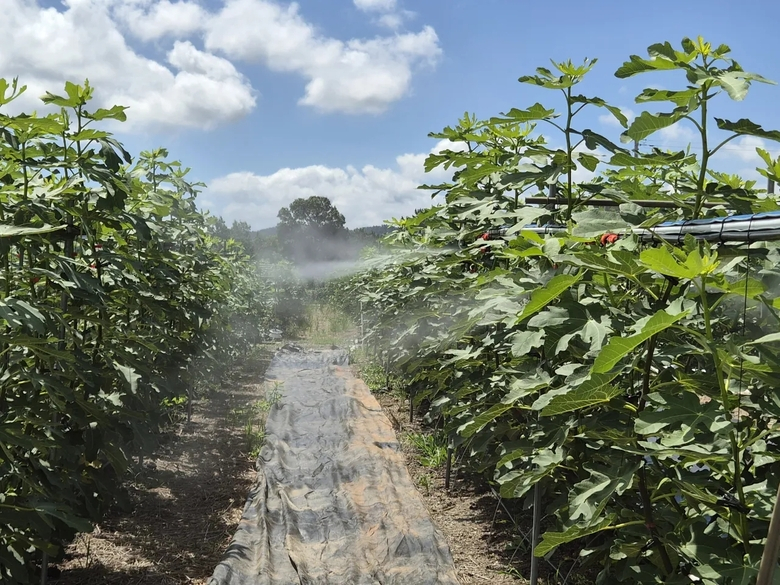 우승희 영암군수, 무화과 출하철 맞아 전국 최초 스마트 재배기술 점검 이미지 2