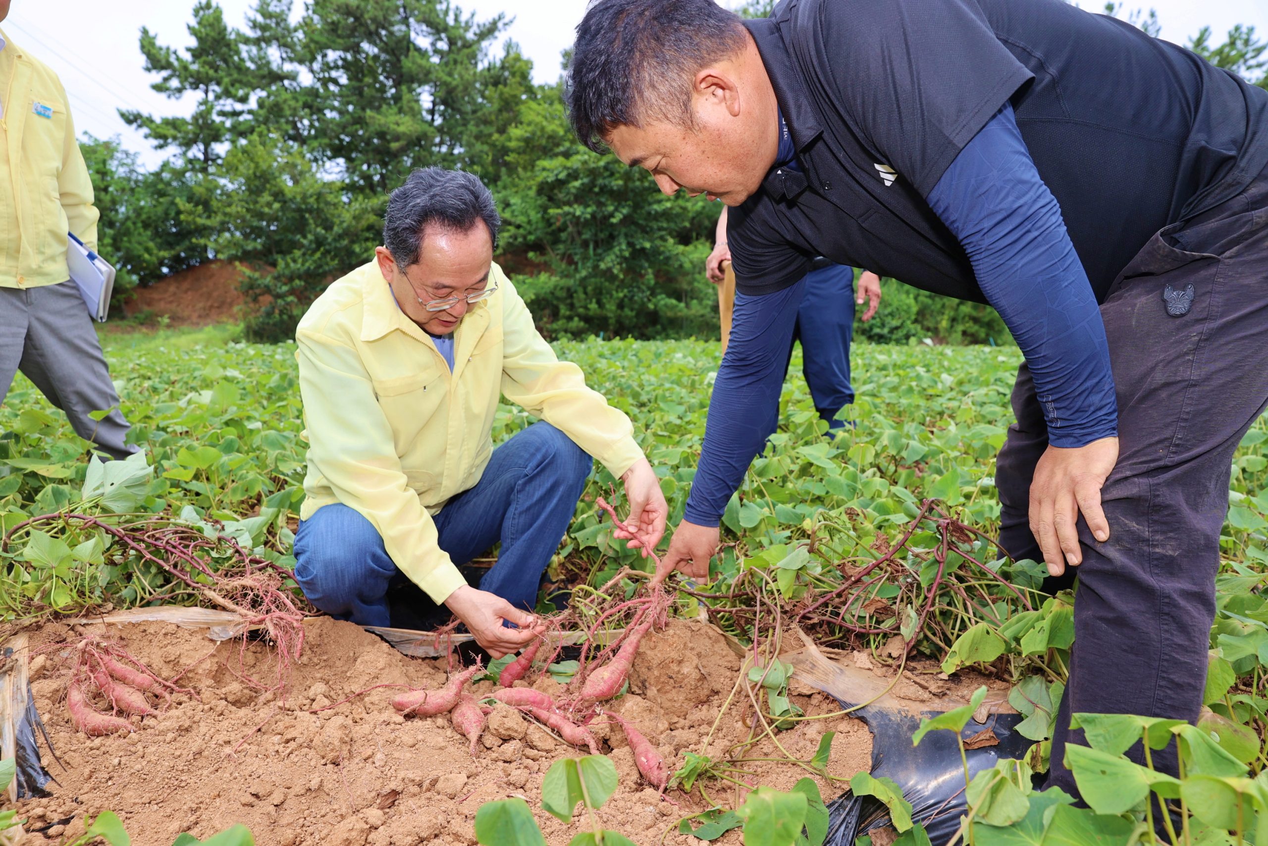 8-폭염 가뭄 대책 마련 현장방문 (화산 석호 고구마 재배농가) (2)