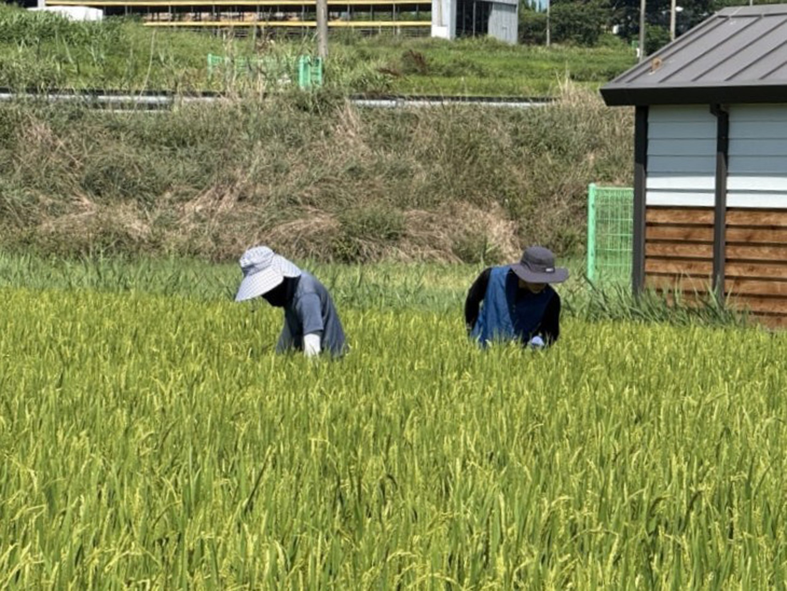 함평군, 벼멸구 방제·예찰 활동 강화