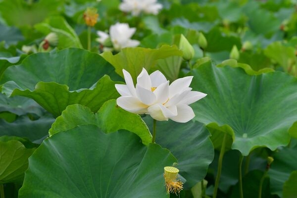 1만 송이 연꽃 장관… 장성군 황룡강 연꽃정원 오세요 이미지 2