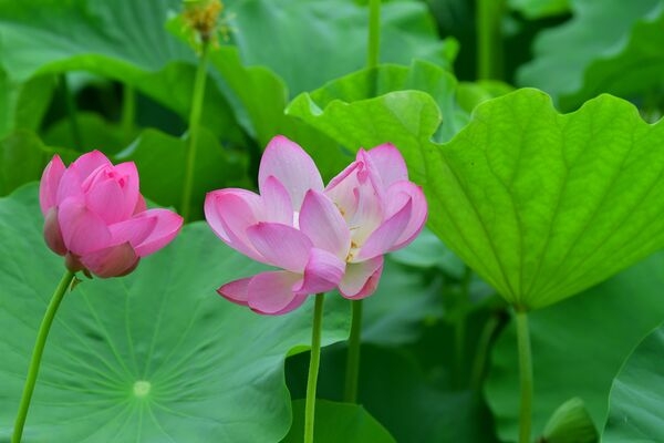 1만 송이 연꽃 장관… 장성군 황룡강 연꽃정원 오세요 이미지 3