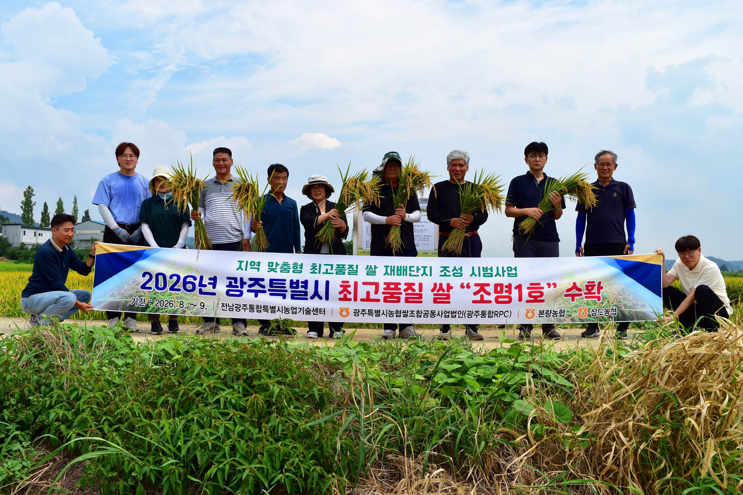 전남광주특별시, 광산구 본량동서 최고품질쌀 ‘조명1호’ 첫 수확