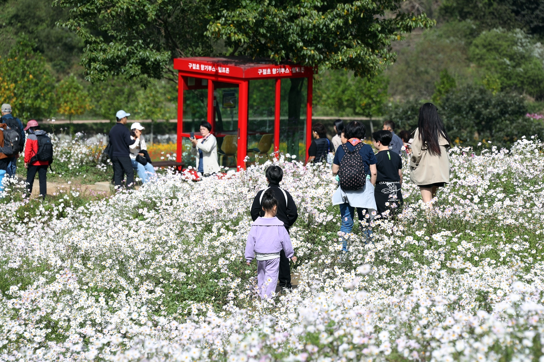 정읍 구절초 꽃축제, 10월 8일 개막…38만여㎡ 정원에서 11일간 (4)