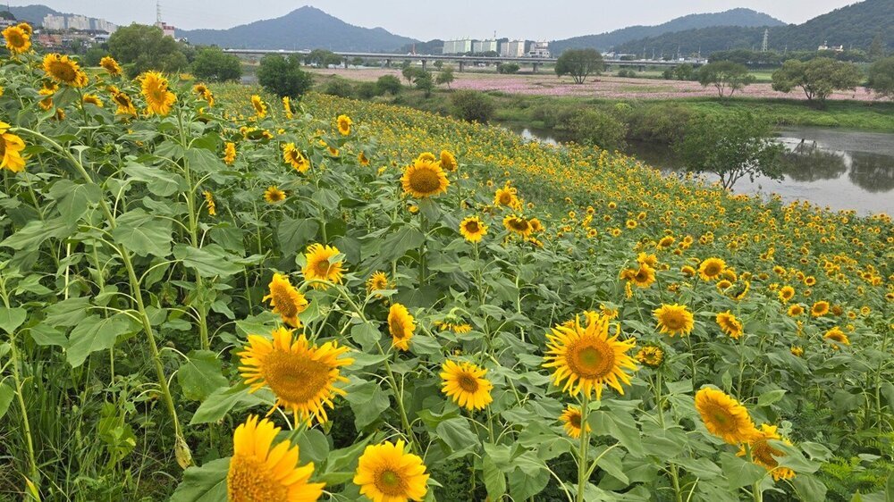 영산강정원 가을꽃 만개…생태·설화 담은 새 포토존 ‘눈길’ 첨부 이미지 4
