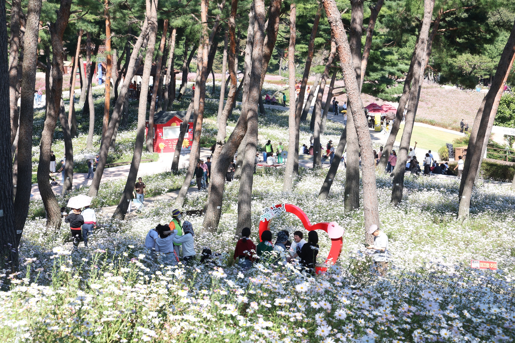 정읍 구절초 꽃축제, 이번 주 만개 전망…18일까지 공연·체험 이어진다 (3)