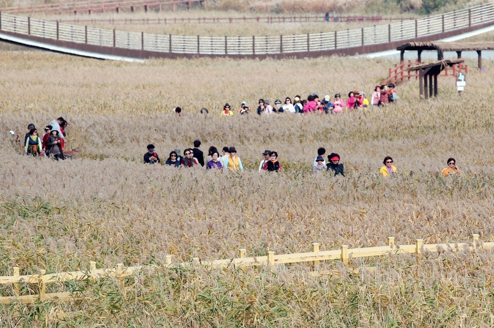 지난해 열린 제10회 강진만춤추는갈대축제 모습.