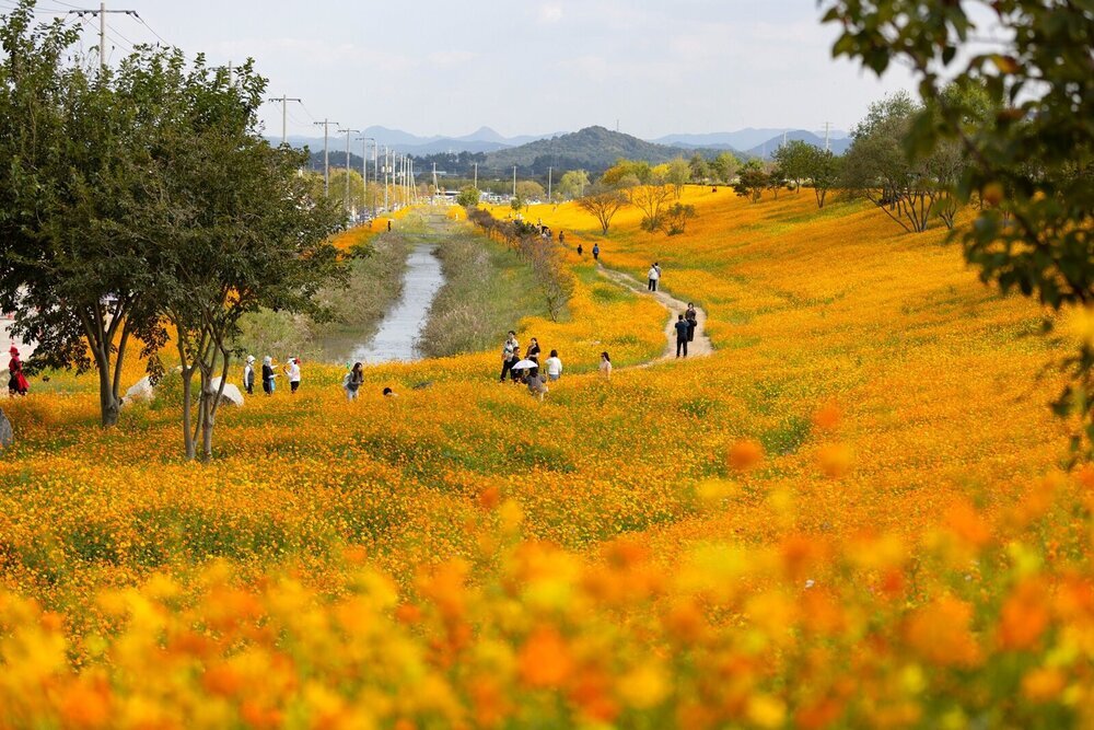 축제 끝나도 꾸준한 발길…나주 영산강정원 가을 나들이 명소로 첨부 이미지 3