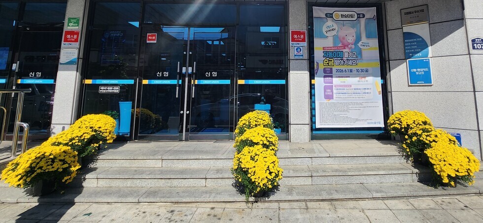강진읍 주요 상가 일대에 국화화분을 전시하고 있다.