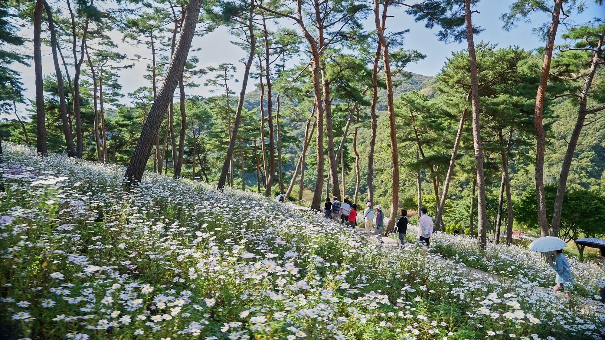 꽃길에 머문 가을, 일상에 남은 쉼…제19회 정읍 구절초 꽃축제 성료 (2)