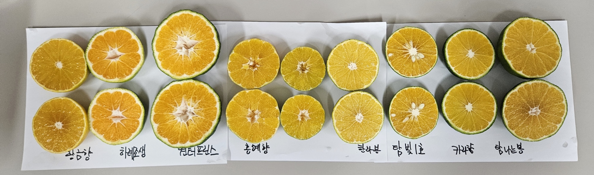 과일 맛 살리는 수확 시기…정읍시, 당도·산도 측정 지원 (2)
