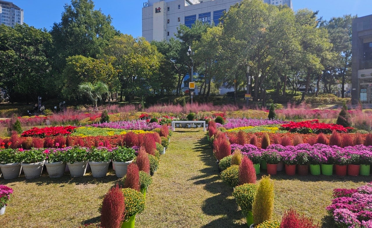 대전 중구, 서대전광장에 꿈씨 패밀리와 함께하는 가을꽃 단지 조성