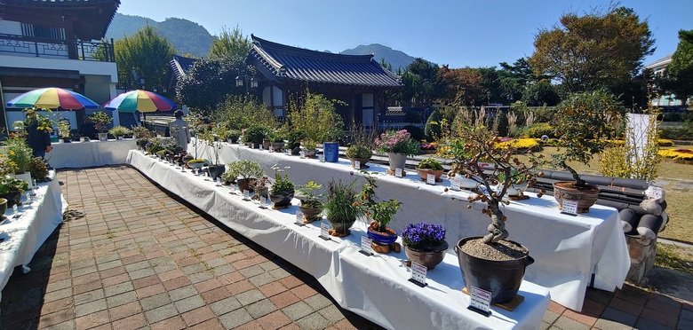 월출산국화축제장에 우리꽃 매력 더해진다 이미지 2